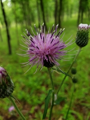 Cirsium carolinianum