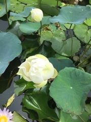 Nelumbo