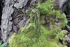 Ceratostylis