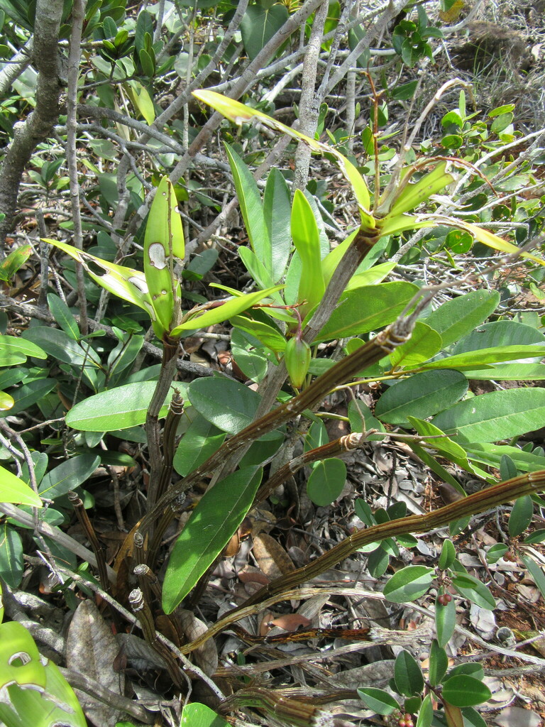 Dendrobium macropus (Endl.) Rchb.f. ex Lindl. 4