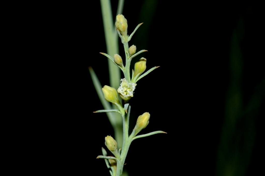 Thesium procerum