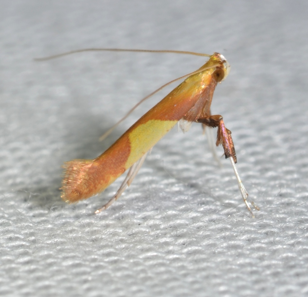 Witch-hazel Caloptilia