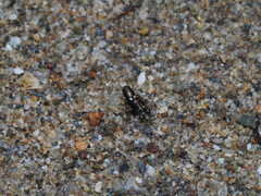 Tridactylidae