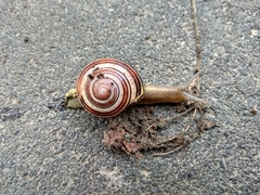 Cepaea nemoralis