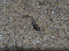 Tridactylidae