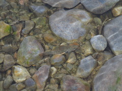 Rhinogobius rubromaculatus