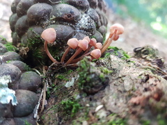 Mycena parsonsii