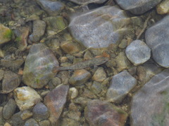 Rhinogobius rubromaculatus