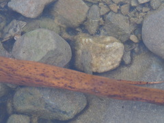 Rhinogobius rubromaculatus