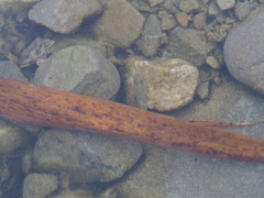 Rhinogobius rubromaculatus