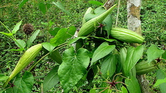 Oxypetalum harleyi