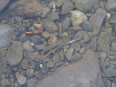 Rhinogobius rubromaculatus