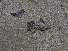 Teleogryllus mitratus
