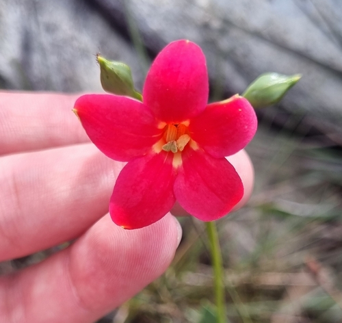 Calolisianthus pedunculatus (Calolisianthus pedunculatus)