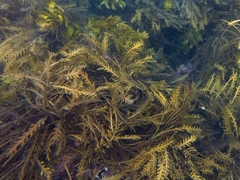 Carpophyllum maschalocarpum