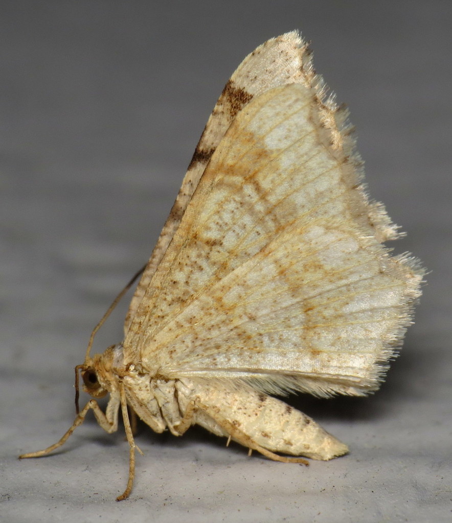 Redheaded Inchworm Moth (Insects Of the Outer Lands, Part Three
