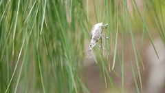 Elytrocallus montrouzieri