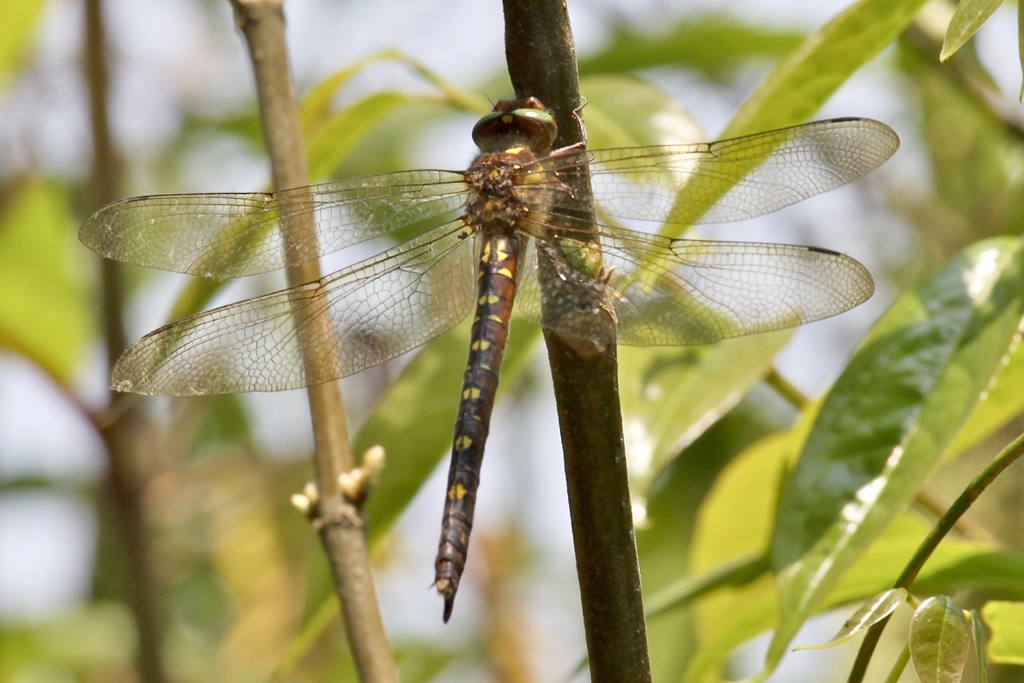 Neallogaster ornata