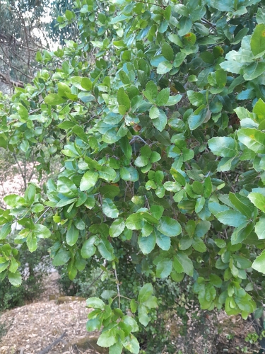 Image of Quercus pseudococcifera by (c) Duarte Frade, some rights reserved (CC BY)