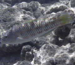 Thalassoma trilobatum