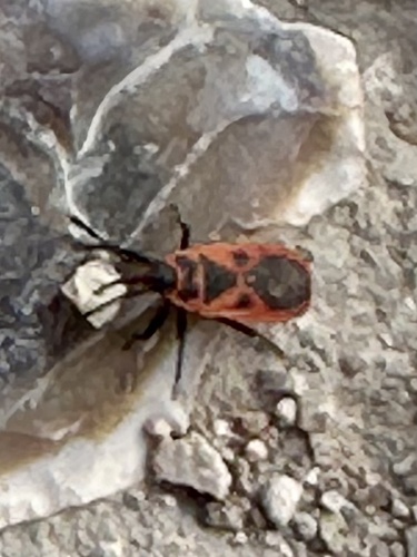 Mediterranean red bug