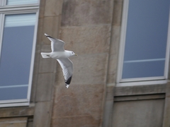 Larus canus