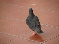 Columba livia domestica