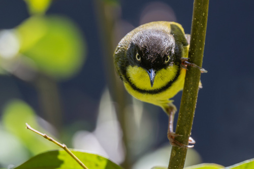 iNaturalist image