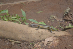 Eutropis multifasciata