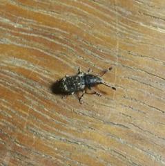 Eucorynus crassicornis