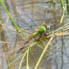 Anax longipes