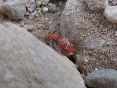 Sphaeropthalma unicolor