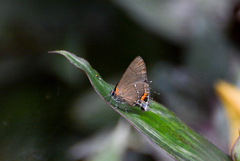 Electrostrymon angelia boyeri