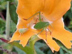 Platylyra californica