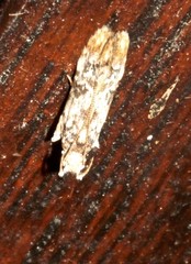 Hypatima