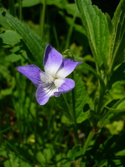 Viola elatior