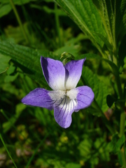 Viola elatior