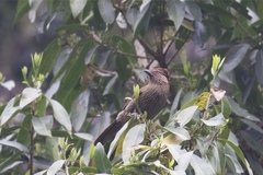 Grammatoptila striata