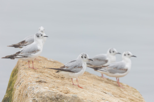 Mouette de Bonaparte