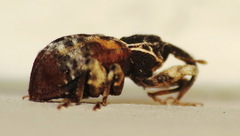 Conotrachelus anaglypticus