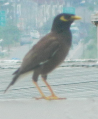 Acridotheres tristis