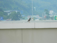 Acridotheres tristis