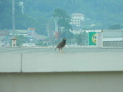 Acridotheres tristis