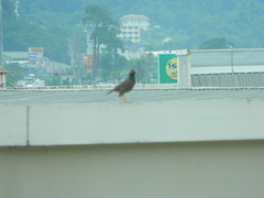 Acridotheres tristis