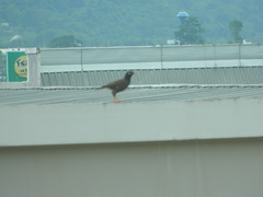 Acridotheres tristis