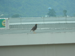 Acridotheres tristis