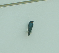 Hirundo tahitica