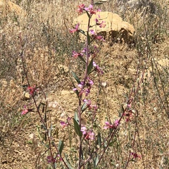 Clarkia unguiculata