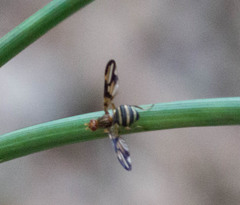 Idana marginata