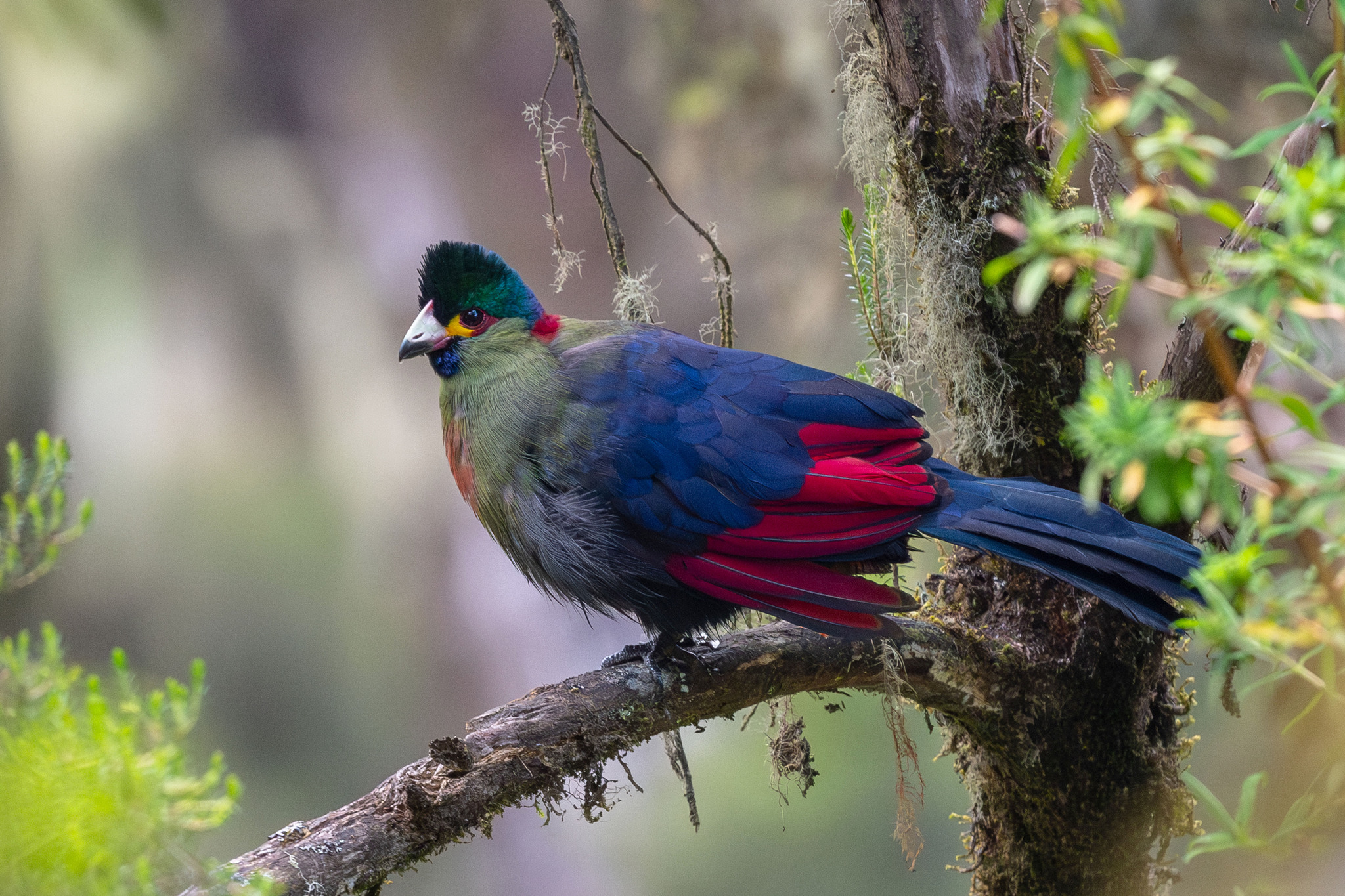 Rwenzori Turaco illustration